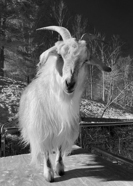 Pippi_on_feeder_2019