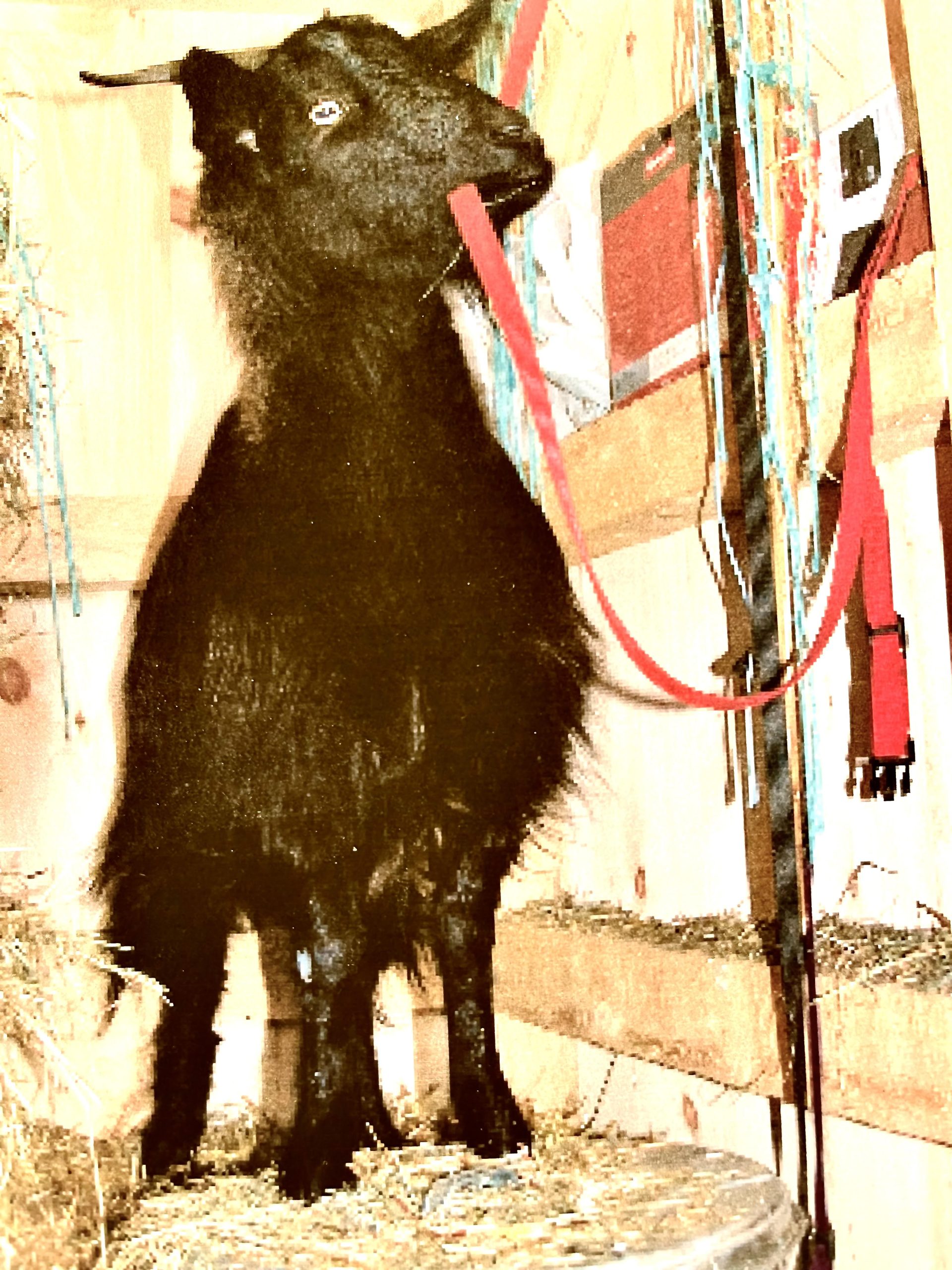 goats-2